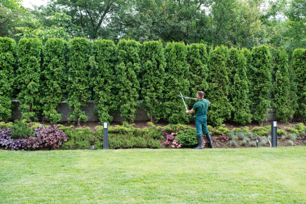 Best Tree and Shrub Care  in Belle, MO